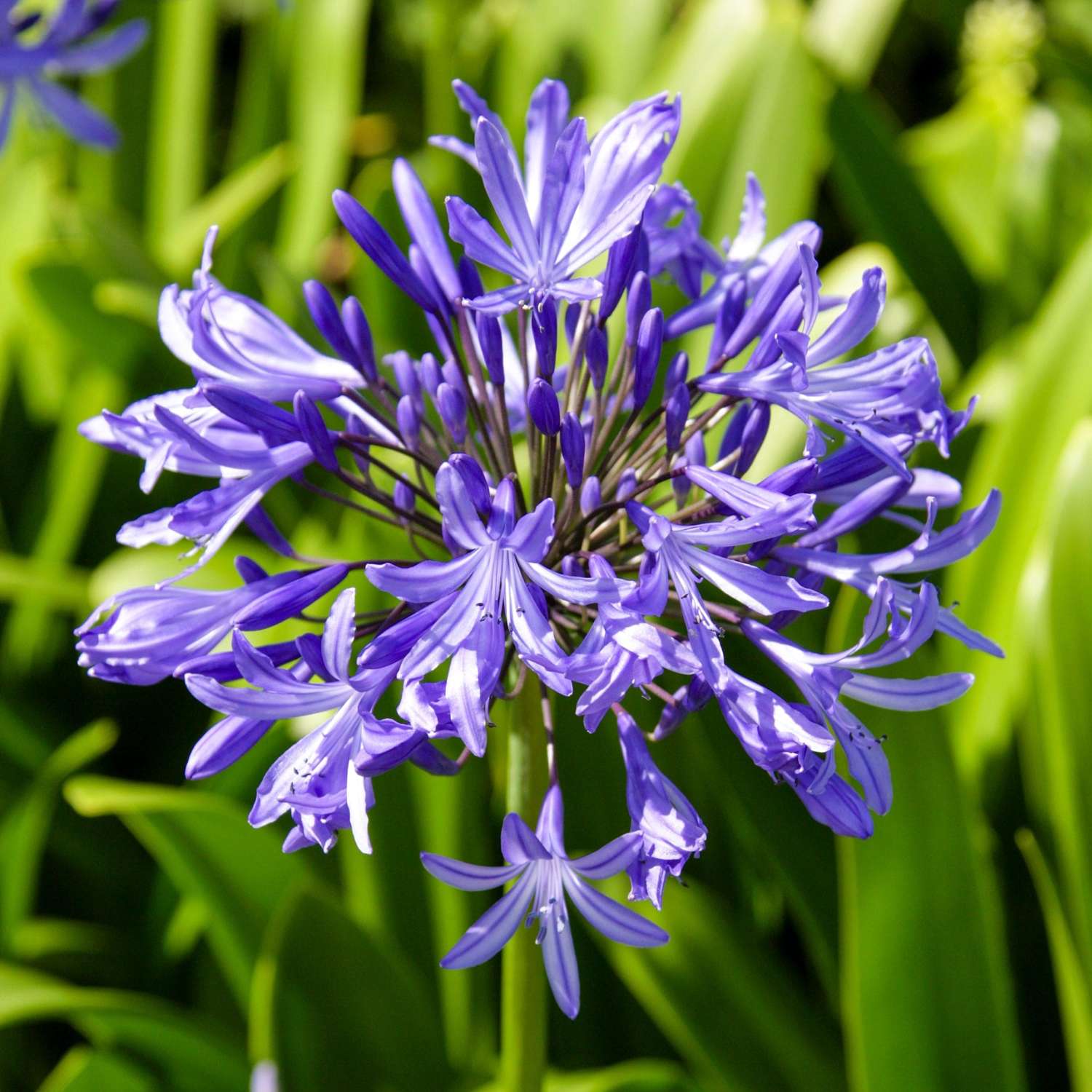 Sinisarja 'Africanus'